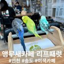 다대씨-파크 | 송도 앵무새 카페, 리프패럿 송도점, 이색 카페, 아이들 동물 체험 카페, 데이트코스 추천 후기 +주차팁