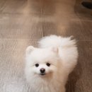 블링독793