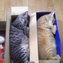 고양이집 이미지