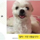 귀여워, 댕댕이 이미지