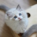 블루랙돌 이미지