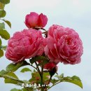 앞다리가 쏙~뒷다리도 쏙~ 이미지