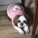 큐버블티 네이버블로그
