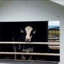 연관목장 이미지