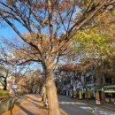 사이숲 안양예술공원점 | 안양유원지 카페 파스쿠찌, 계곡뷰로 즐긴 단풍 데이트