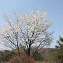왕벚나무꽃 이미지