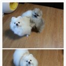 엘티 이미지
