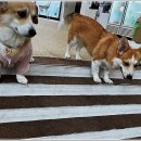 우다다댕산 이미지