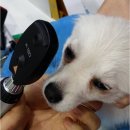 보정동물병원 이미지