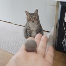 미르 동물병원 | 구로종합동물병원 반려동물 반려묘 또띠 종합검진