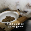 냥이 많은 식탁 이미지