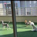 슈라즈하우스 | 광주 애견유치원 호텔링까지 수완지구 슈라즈하우스 믿고맡긴후기