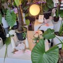 록시드갸토 이미지