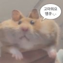 면목천로 | [중랑구] 내돈내산 반려동물과 함께 방문하여 맛있는 디저트와 커피를 즐기기에 너무 좋았던 '오아 카페'