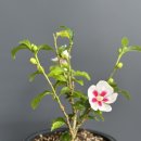 안동무궁화 이미지