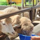 천두목장 이미지