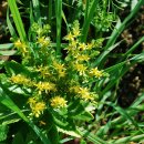 패랭이공원 이미지