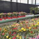 보리수마을 | 아산 세계꽃 식물원 후기 부모님 모시고 가기 좋은 아산 가볼만한 곳