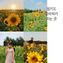 원당리농장 | 경기도/ 서울근교 해바라기 피는 6곳 수원, 안산대부도, 시흥 외
