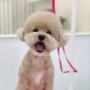 단비네 애견미용 이미지