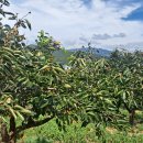 서촌농장 이미지