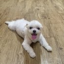 쌤펜션 | 밀양 애견동반 숙소 천연잔디 개별 운동장 초록발자국 펜션 하늘방 후기