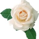 장미목장 이미지