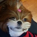 예쁘개# 애견미용실 이미지