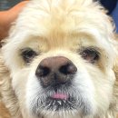 으뜸원동물병원 이미지