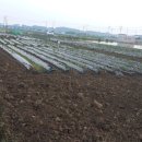 상진농장2 이미지