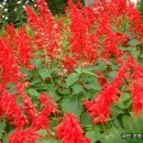 나 그대 사랑... 이미지