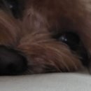시온펫