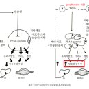 피오글리타존 이미지