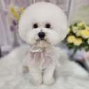 복이네도그살롱 이미지