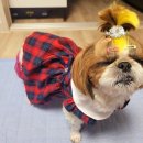 멍나들이 이미지