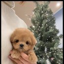 조이퍼피 강아지분양 이미지