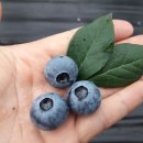 산들바람농장 이미지