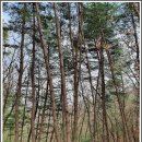 고당2리 | 부용산 산행 및 양수리~팔당역 트레킹