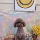 깐쵸네 애견서비스 이미지