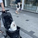 카페위드멍냠 이미지