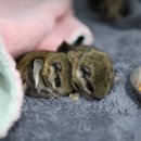 경기도 북부야생동물구조관리센터 이미지