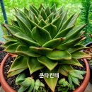 쿤타킨테 이미지