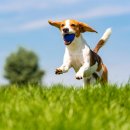 위즈동물병원 이미지