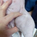 해운대조은동물병원 | 조직구육종-해운대조은동물병원