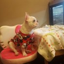 스파츄스 이미지