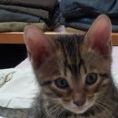 뱅갈냥이 이미지