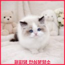 주식회사 퍼피댕 강아지분양 고양이입양 안심분양소 대전본점 | 나주강아지무료분양 퍼피댕, 입양준비 부담 줄여본 후기