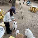 미자애견 이미지