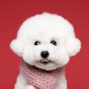 고양&화이트퍼피켄넬 | 일산 반려견유치원 강아지유치원 퍼피스프링 일산점, 11월 프로필 촬영했어요