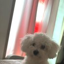 플로라펫 살롱 이미지